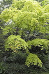 Acer de graine-2.JPG