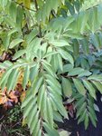 IMG_2434 2.jpeg