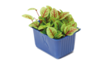 venecress4.png