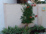 Images appareil photo 551.jpg