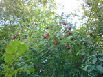13septembre 2010 011.JPG