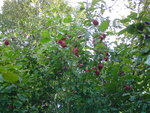 13septembre 2010 012.JPG