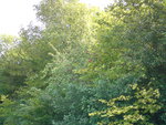 13septembre 2010 013.JPG
