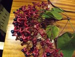 DSCF7433.jpg