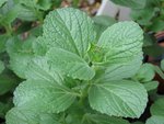 plectranthus.JPG