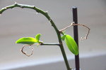 Image00036.jpg