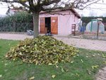 Une fois rassemblées,les feuilles forment un tas imposant.
