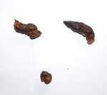 crottes.jpg