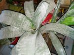 La plante en question