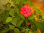 DSCN7345.JPG