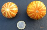melon de poche.jpg