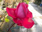DSCN7363.JPG