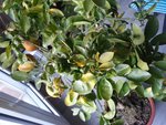 20161221_083558.jpg
