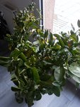 20161221_083528.jpg