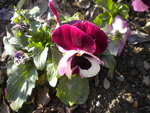 DSCN7365.JPG