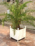 palmier-canaries.jpg