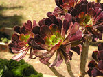 Aeonium_arboreum_on_flowers_exibition.jpg