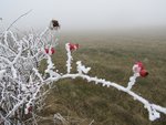 Le contraste est saisissant avec l'herbe qui a dégelée grâce à la luminosité qui arrivait malgrès tout par moment à percer l'épais brouillard.