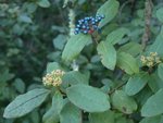 Viburnum tinus 71.JPG