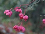 Euonymus 72.JPG