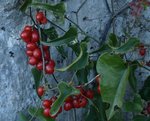 Smilax aspera 77.JPG