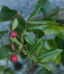 Rosa sempervirens 81.JPG