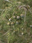 Juniperus oxycedrus 82.JPG