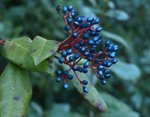 Viburnum tinus 74.JPG