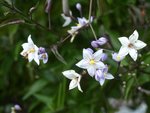 Solanum jasminoïde 92.JPG