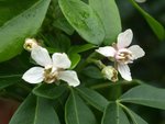 Choisya ternata 90.JPG