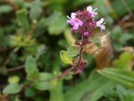Origanum vulgare 91.JPG