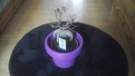 Voici mon petit ficus en question :-( :-/