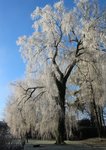 img_5516.jpg