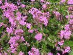 fleurs2.jpg