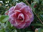 Camellia.JPG