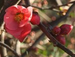 Chaenomeles 99.JPG