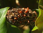 Magnolia grandiflora 03.JPG