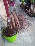 IMG_20161026_115658.jpg