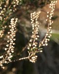 calluna 09.JPG