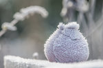 givre 2016 (1 sur 1).jpg