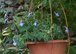 Streptocarpus 50 z.jpg