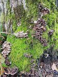 Trametes versicolor - 28 O.jpg