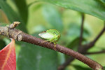 voici les photos en premier de l'insecte blanc qui squatte mon jasmin ainsi que celle d'un autre insecte sur ce même jasmin