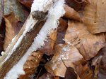 Cheveux de glace.JPG