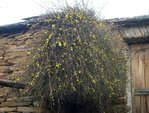 J nudiflorum 26.JPG