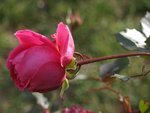 Rose de janvier 23.JPG