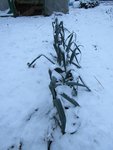 Aujourd'hui au jardin cela ressemble plutôt à ça.