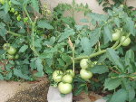 août 2008 008.jpg