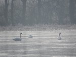 IMG_2768.JPG