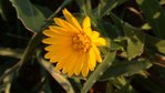 CALENDULA ARVENSIS 1.jpg